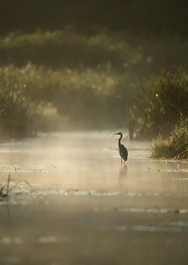 Great Blue Heron in Misty Marsh