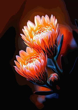 Vibrant Glowing Orange Protea Flowers