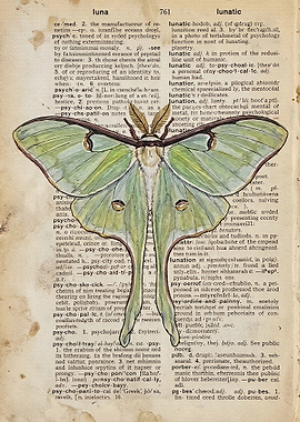Luna Moth on Vintage Dictionary Page