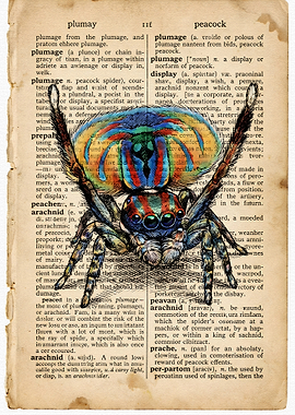 Peacock Spider on Vintage Dictionary Page