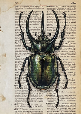Atlas Beetle on Vintage Dictionary Page