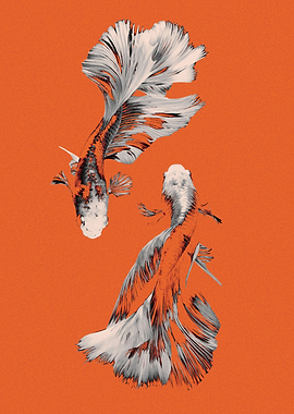 Two Elegant Betta Fish