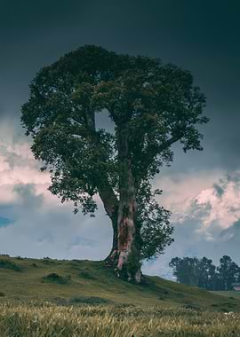 Solitary Ancient Tree Under Stormy Sky