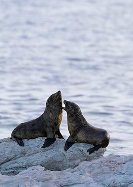 New Zealand Fur Seals Interacting in Kaikoura