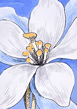 Hand-Drawn Blue Columbine Flower Illustration