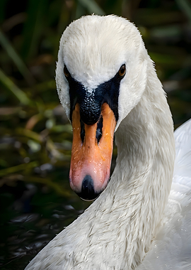 Close-up Portrait of a Mute Swan