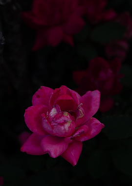 Deep Pink Rose in Shadow