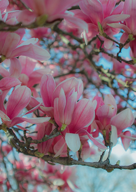 Vibrant Pink Magnolia Blossoms