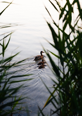 Mother Duck and Ducklings Swimming