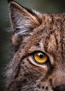 Close-up Portrait of a Lynx Eye