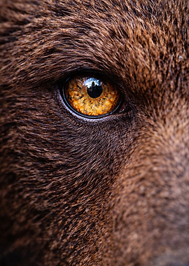 Close-up of a Wolf's Eye