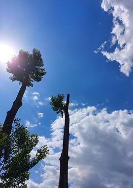 Tall Trees Against Blue Sky
