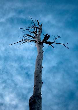 Solitary Dead Tree Against Blue Sky