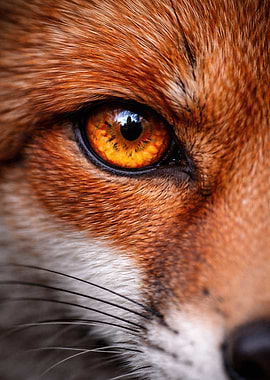 Close-up of a Red Fox Eye
