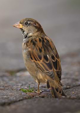House Sparrow Portrait