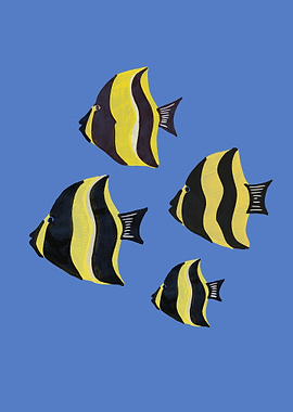 Four Yellow and Black Striped Fish