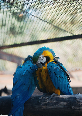 Two Blue and Gold Macaws
