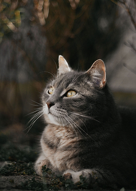 Portrait of a Grey Tabby Cat