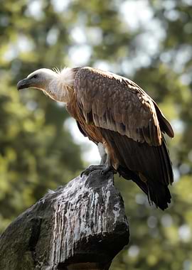 Griffon Vulture Perched on Rock
