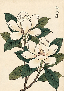 Vintage Japanese Magnolia Botanical Illustration