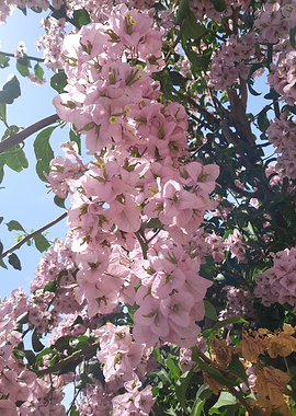 Vibrant Pink Bougainvillea Flowers
