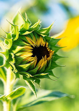 Unopened Sunflower Bud in Sunlight