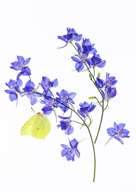 Yellow Butterfly on Blue Delphinium Flowers