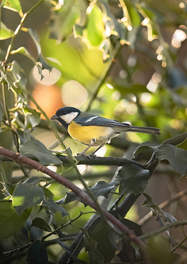 Great Tit Bird on Holly Branch