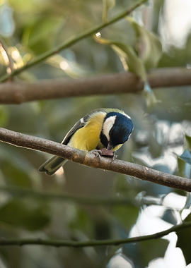 Great Tit Bird Perched on Branch