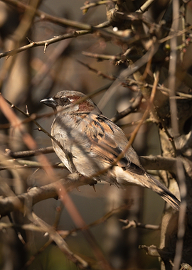 House Sparrow Perched in Thorns