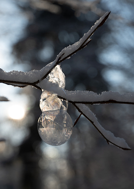 Frozen Bubble Hanging on Snowy Branch