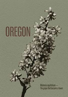 Oregon Mahonia Aquifolium Botanical Poster