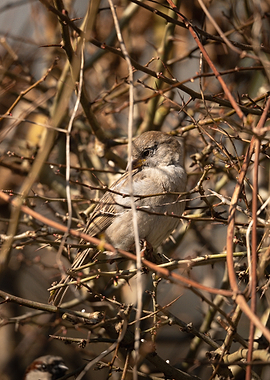 House Sparrow Perched in Thorny Branches
