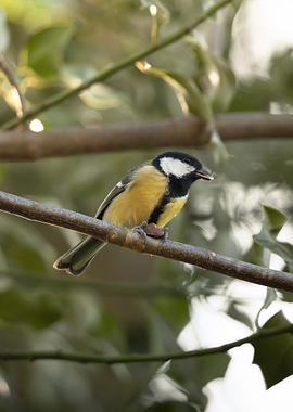 Great Tit on Thin Branch with Food