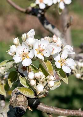 Blooming Pear Tree Flowers