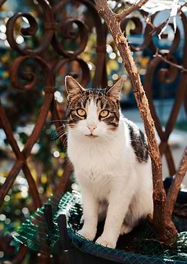 Tabby and White Cat Outdoors
