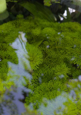 Vibrant Green Aquatic Cabomba Plants