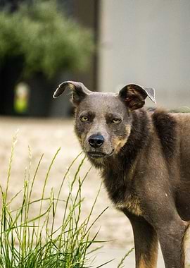 Portrait of a beautiful Dog