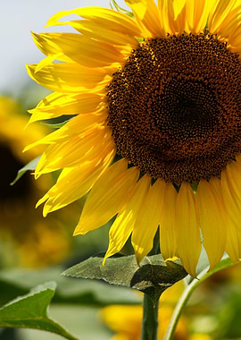 Vibrant Sunflower Close-up