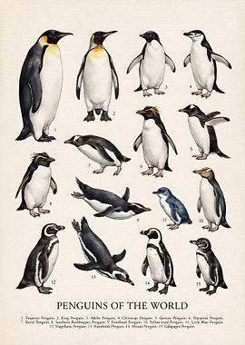 Penguins of the World Educational Poster