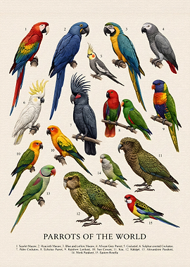 Parrots of the World Educational Poster