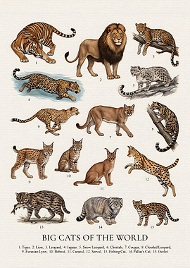 Big Cats of the World Poster