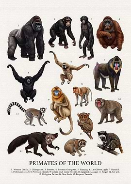 Primates of the World Educational Poster