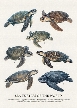 Sea Turtles of the World Poster