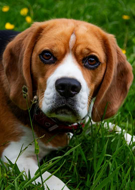 Close-up Portrait of a Beagle