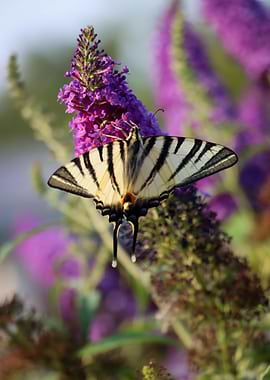 Scarce Swallowtail Butterfly on Buddleia