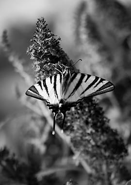 Black and White Swallowtail Butterfly