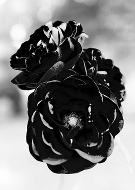 Black and White Rose Close-up