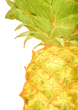 Hand-Drawn Pineapple Illustration