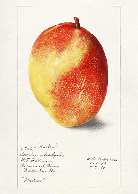 Vintage Botanical Illustration of Haden Mango